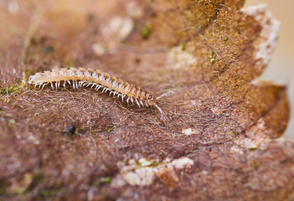 Doppelfueßer (Diplopoda).jpg