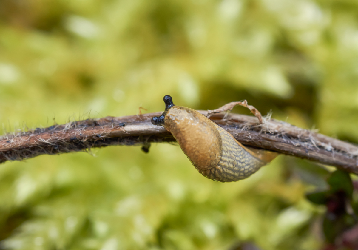 Kleine Wegschnecke 2.jpg