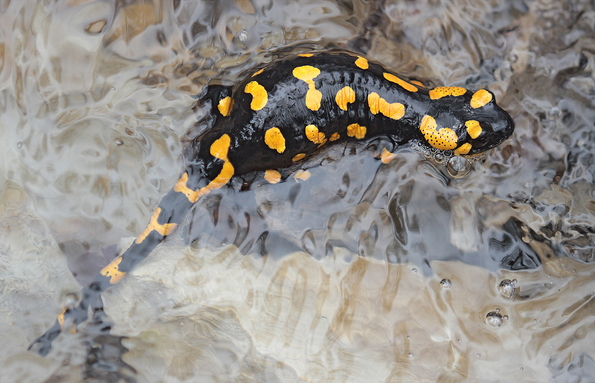 Feuersalamander_IMG_2077_1200.jpg