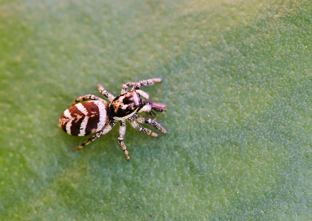 Zebraspringspinne mit Beute.jpg