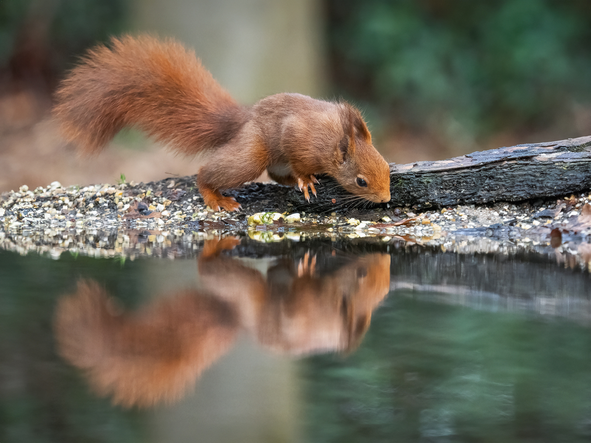 Eichhörnchen-mit-Spiegelung.jpg