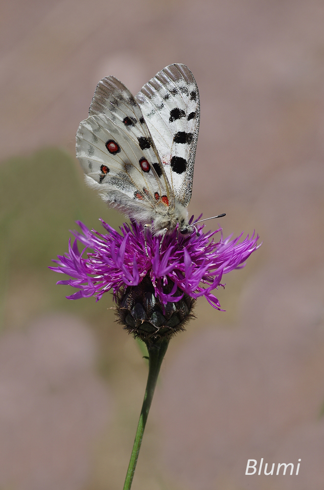 IMGP2122 valwig 1000 Kopie.jpg