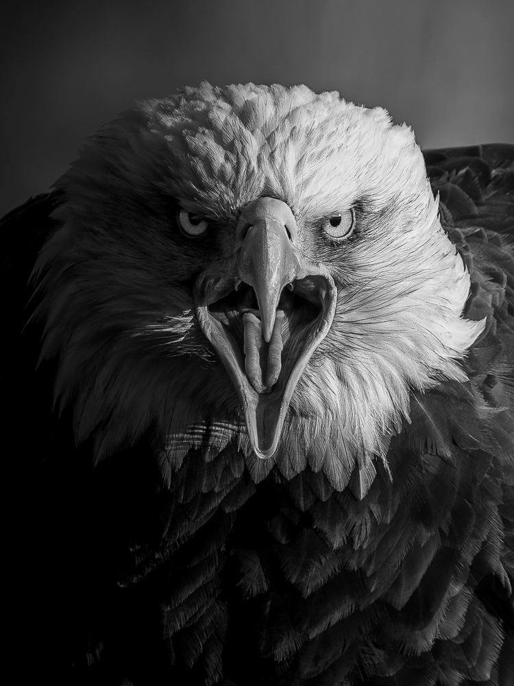 Weisskopfseeadler-Schrei.jpg