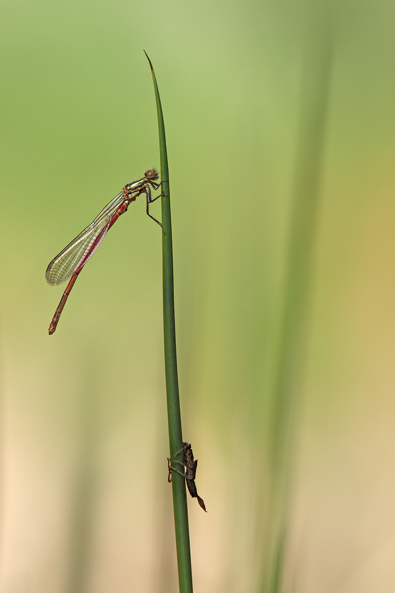 Pyrrhosoma nymphula_m_frisch_IMG_4418_1200.jpg