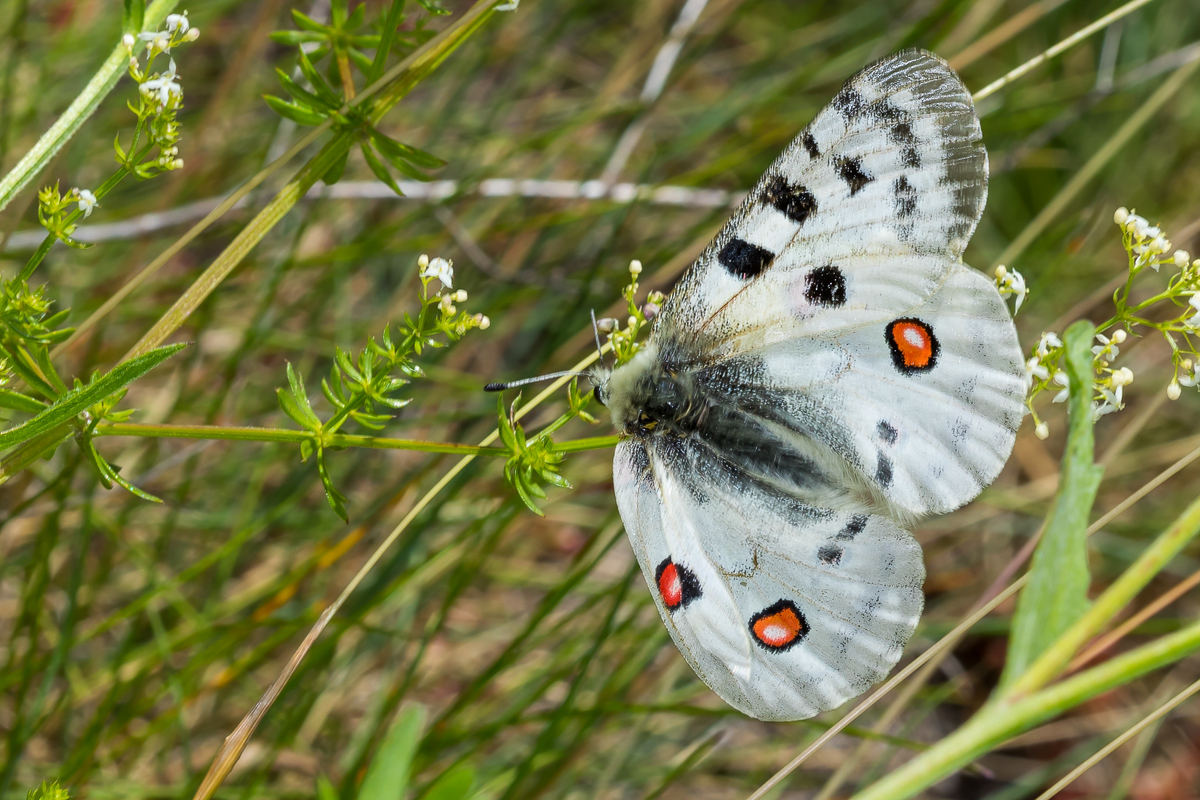 Moselapollo (Parnassius apollo vinningensis)_01LK6580.jpg