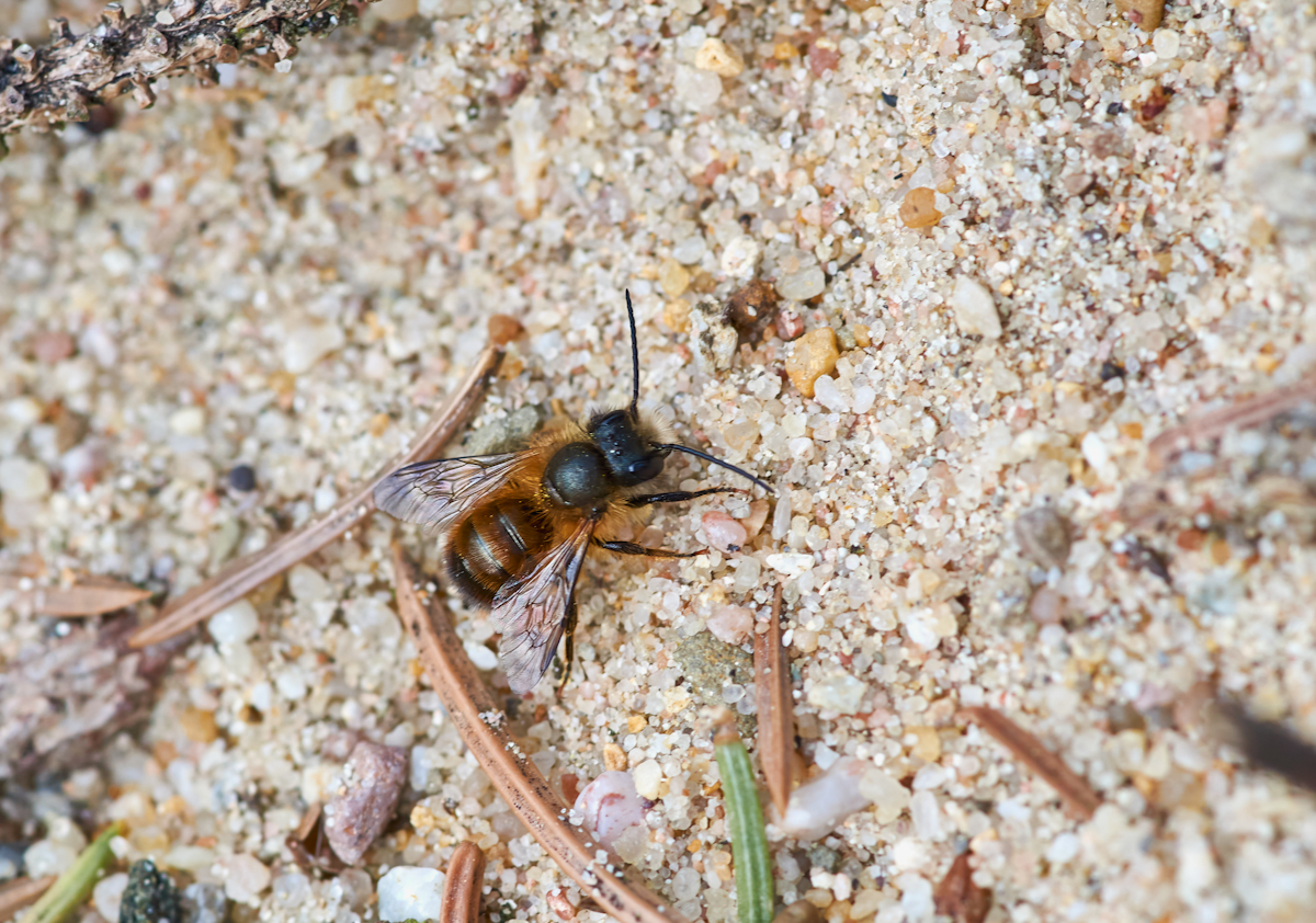 Osmia bicornis.jpg