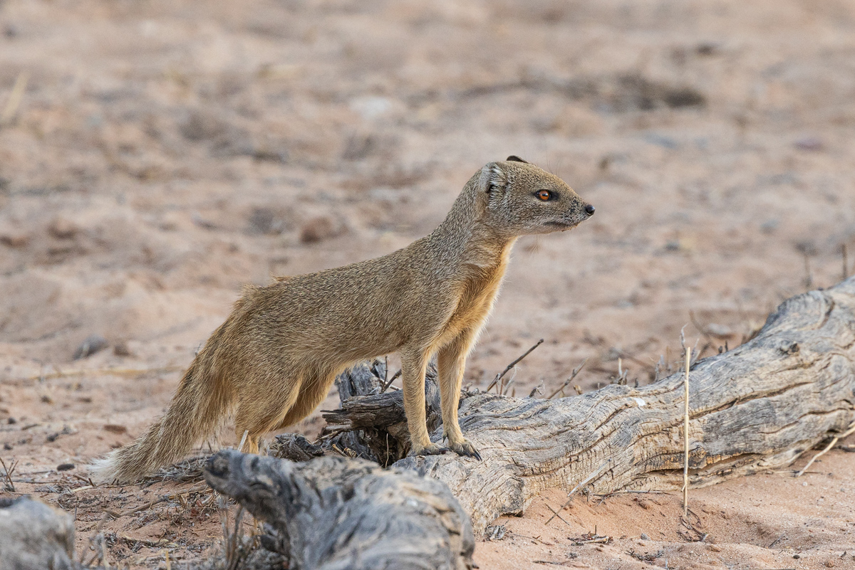 Fuchsmanguste (Cynictis penicillata)_04RK6982.jpg