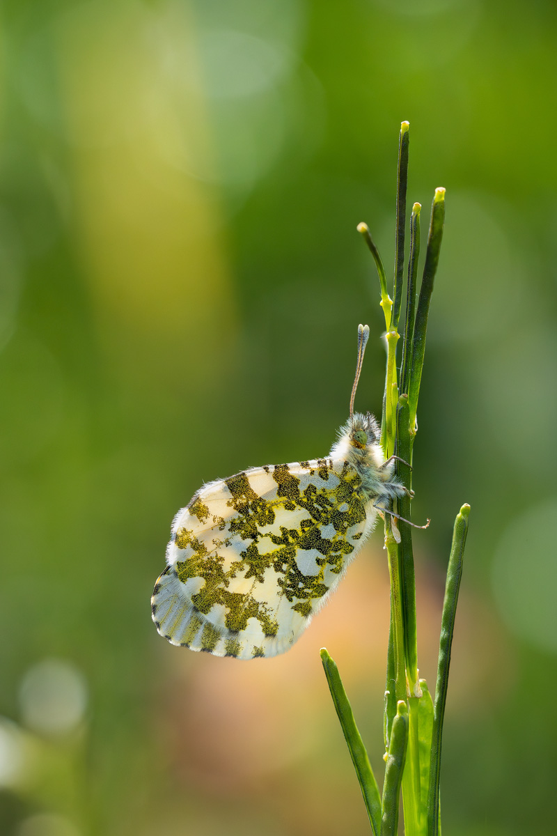 DSC05052+53-Verbessert-NR.kl Kopie.jpg