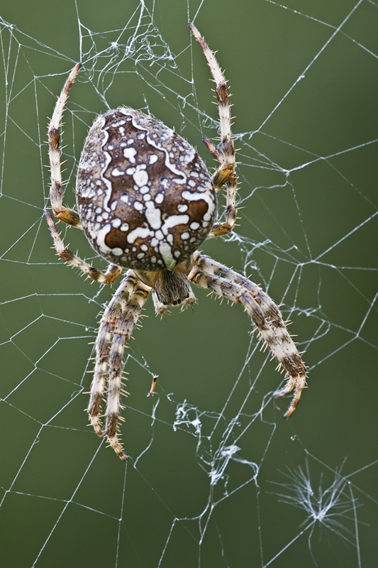 IMG_7453 Gartenkreuzspinne -Araneus Diadematus- 09-2008.jpg