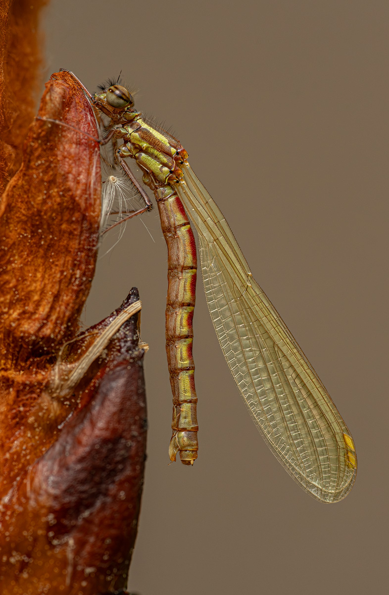 Frühe Adonislibelle 5c 2024.jpg