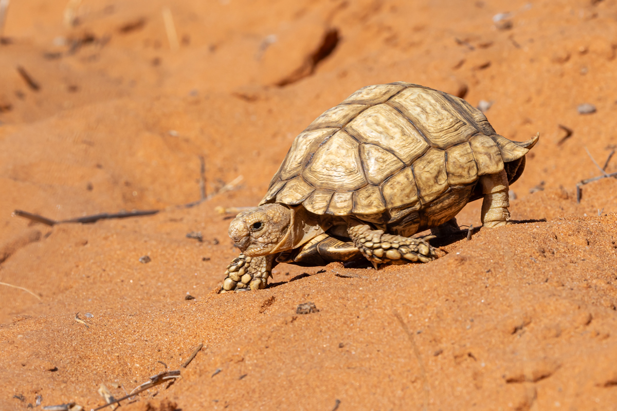 Kalahari-Strahlenschildkröte (Psammobates   oculifer)_04RK5805.jpg