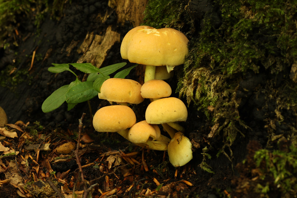 Baumschwämchen.jpg