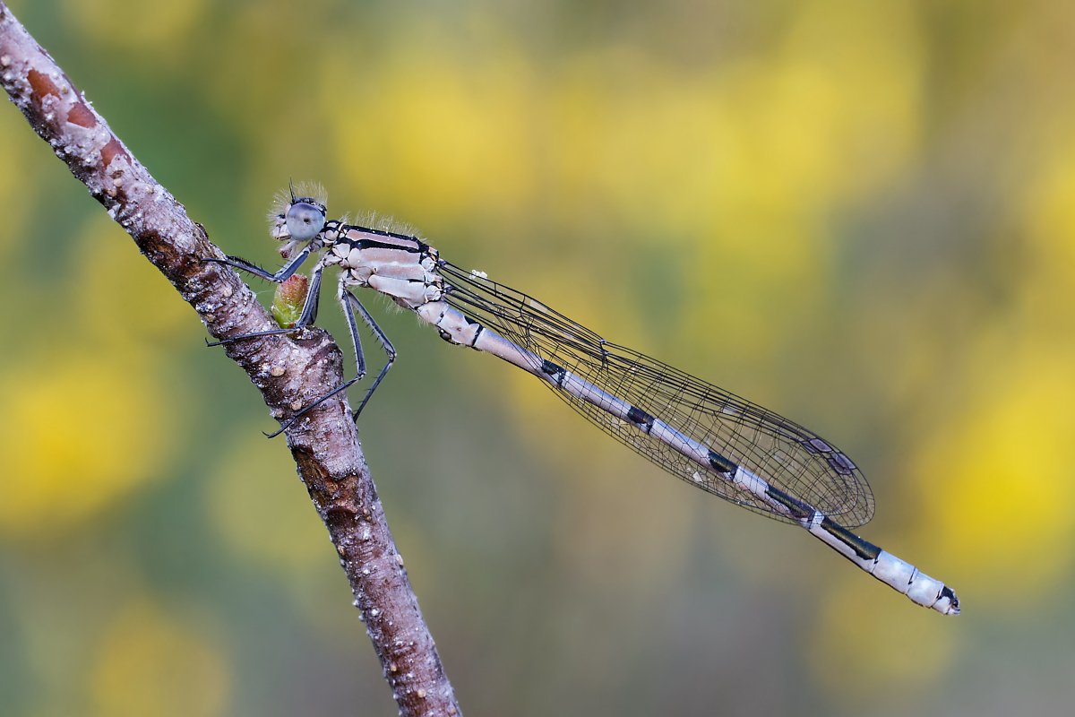 8W5A5358_DxO-klein.jpg