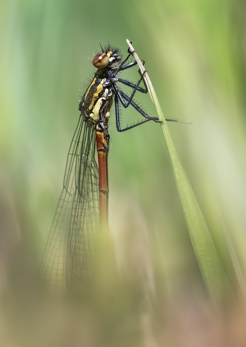 Adonis03 (1 von 1).jpg