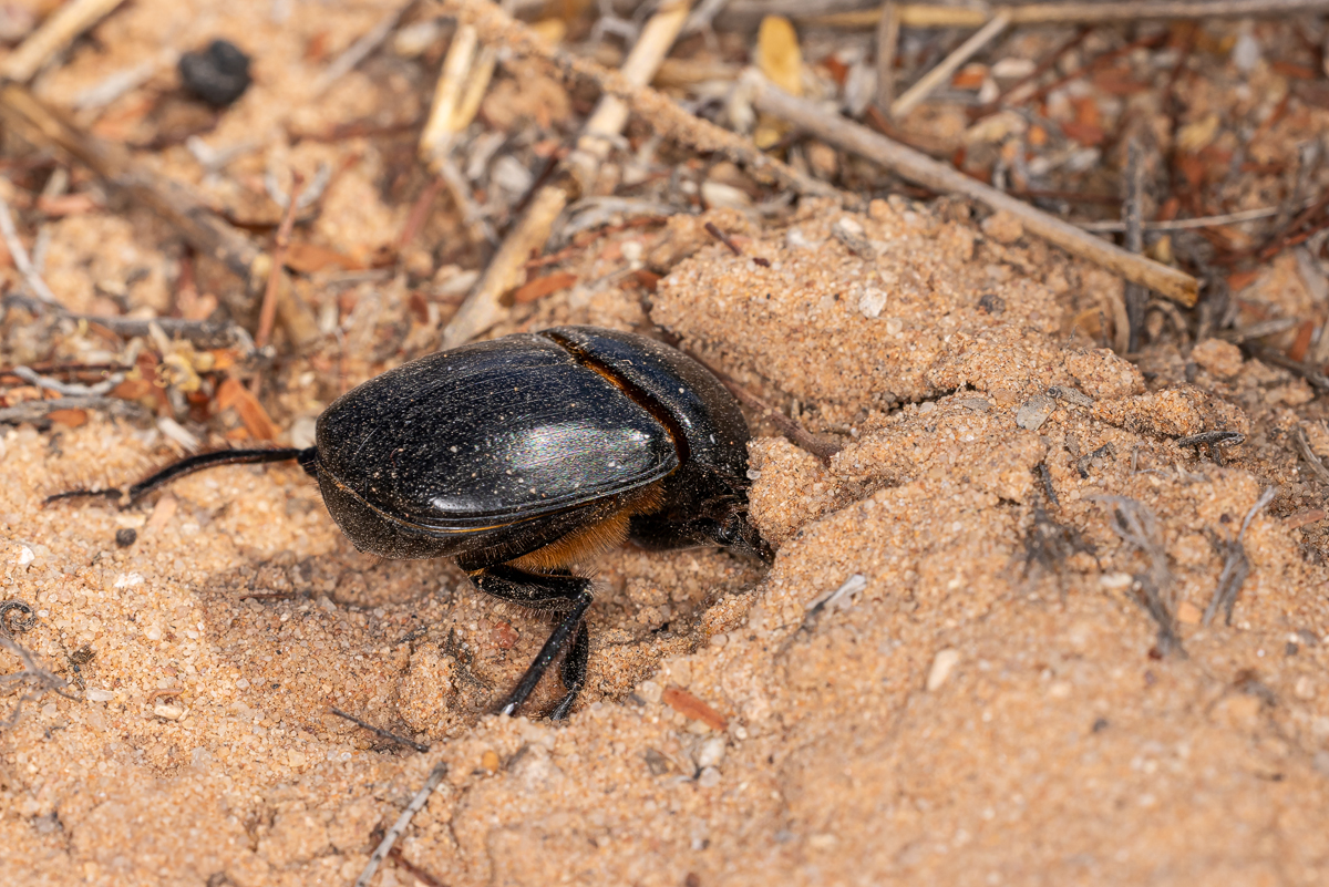 Mistkäfer (Scarabaeus ambiguus)_04RK5824.jpg
