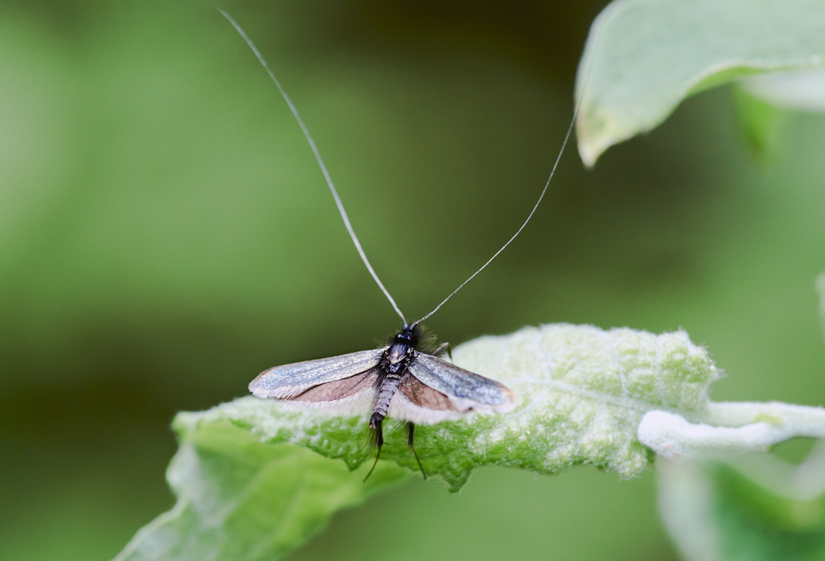Adela reaumurella 2.jpg