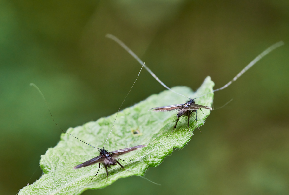 Adela reaumurella 3.jpg