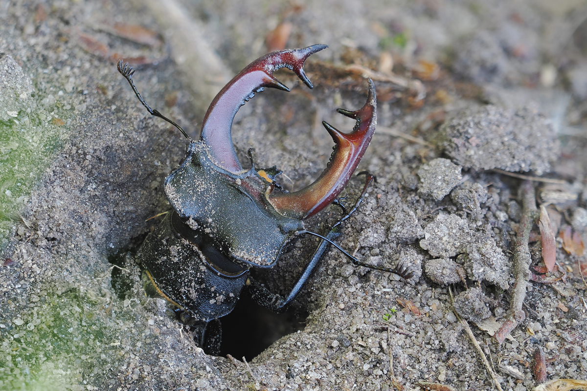hirsch-stack-5140585-602.jpg