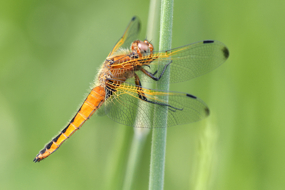 Libellula fulva_f_IMG_9883_1200d.jpg