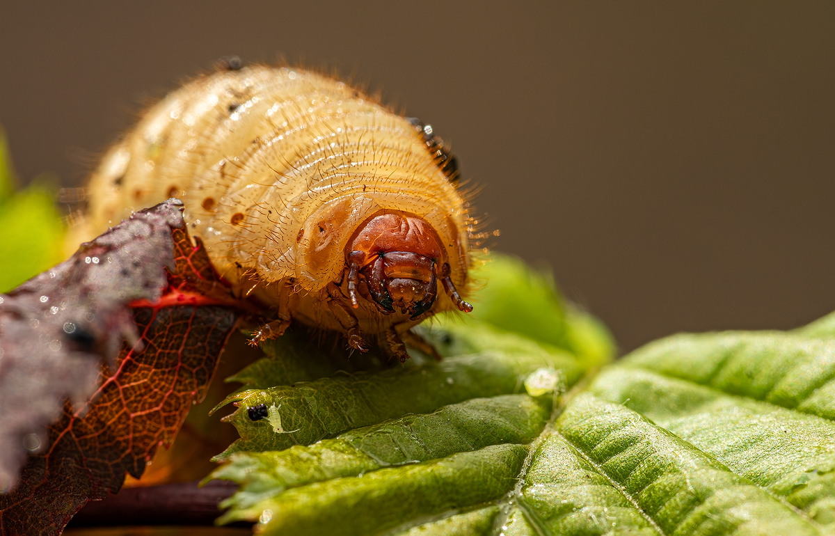 Engerling 1a 2024.jpg