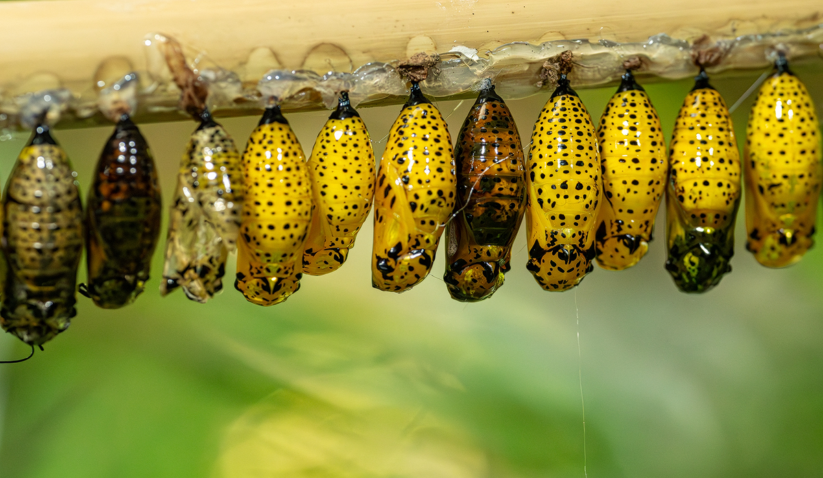 Schmetterlingspuppen 1a 2024.jpg