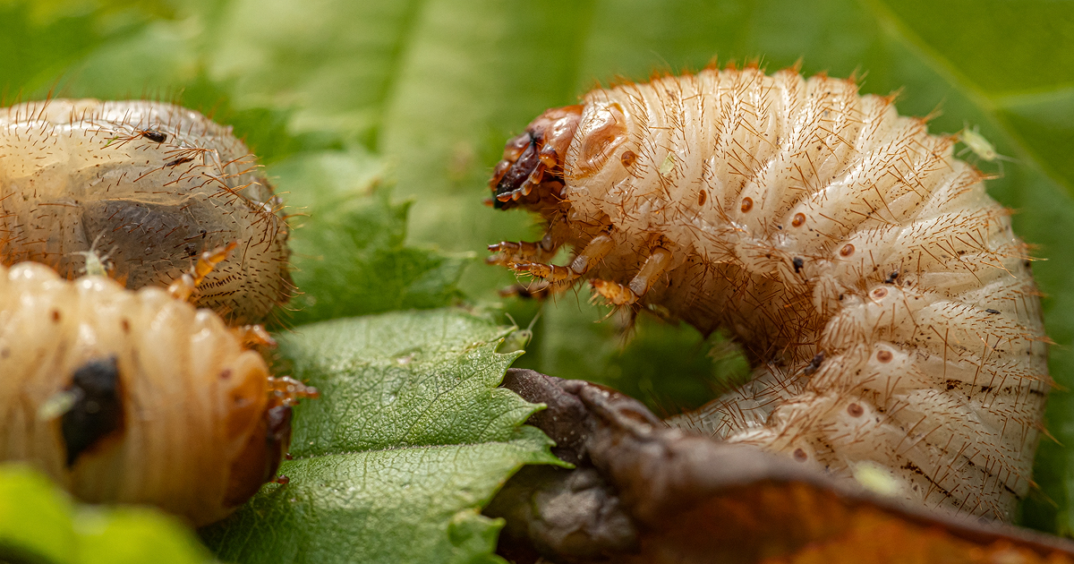 Engerling 2a 2024.jpg