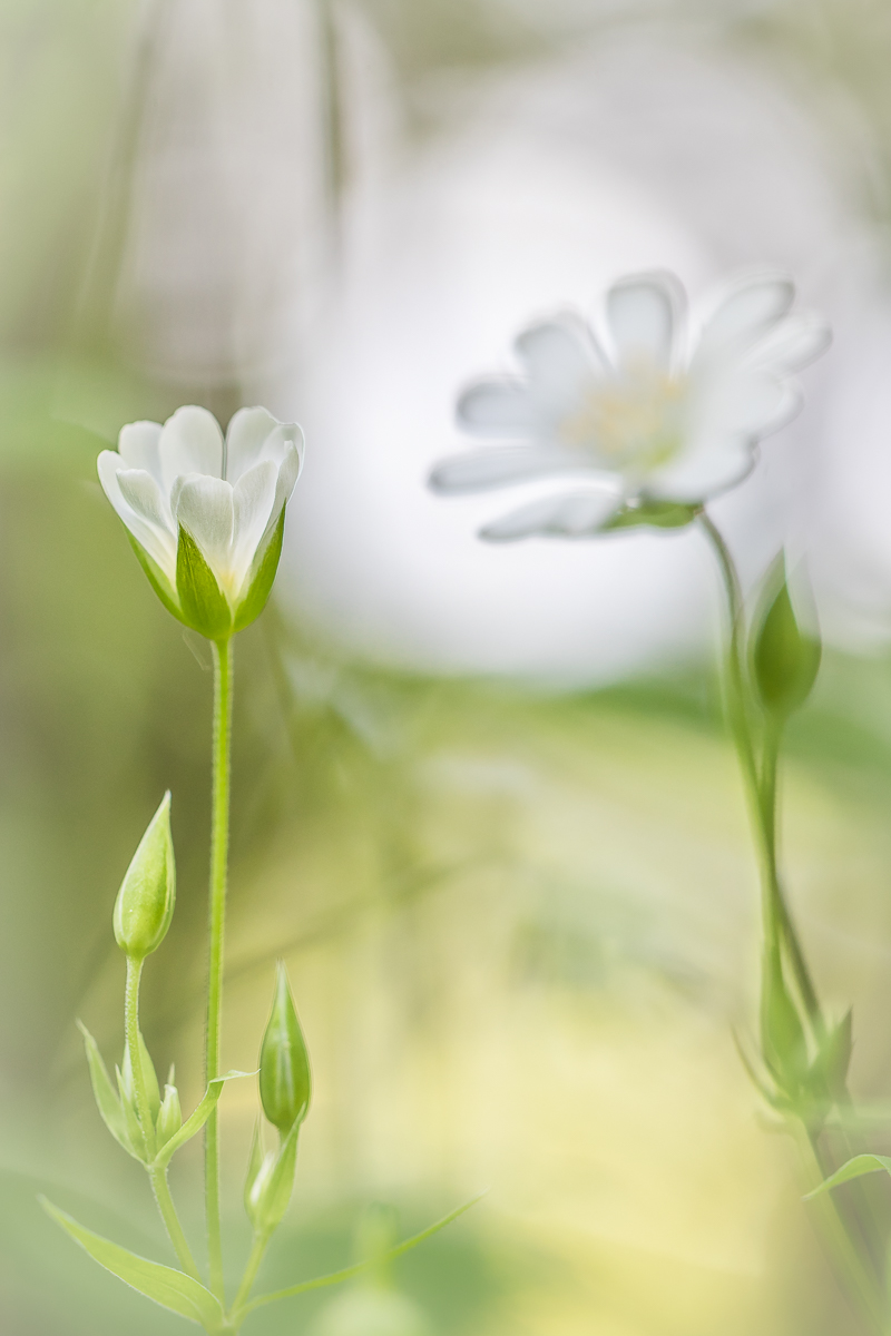 IMG_5960_- Kopie.jpg