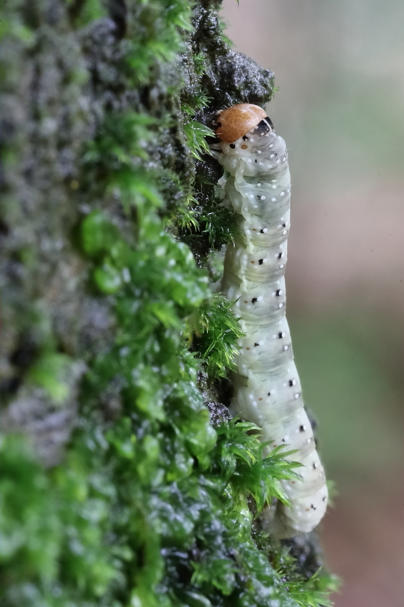 IMG_2775_rs_Achlya flavicornis.JPG