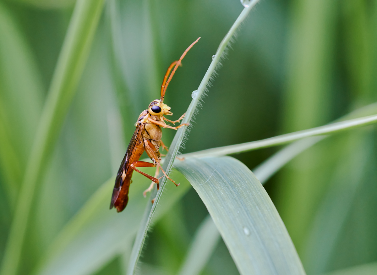 Tenthredopsis nassata 1.jpg