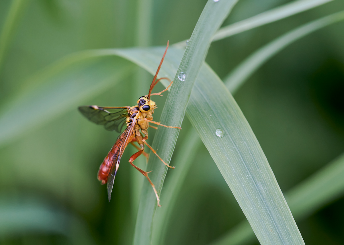 Tenthredopsis nassata 2.jpg