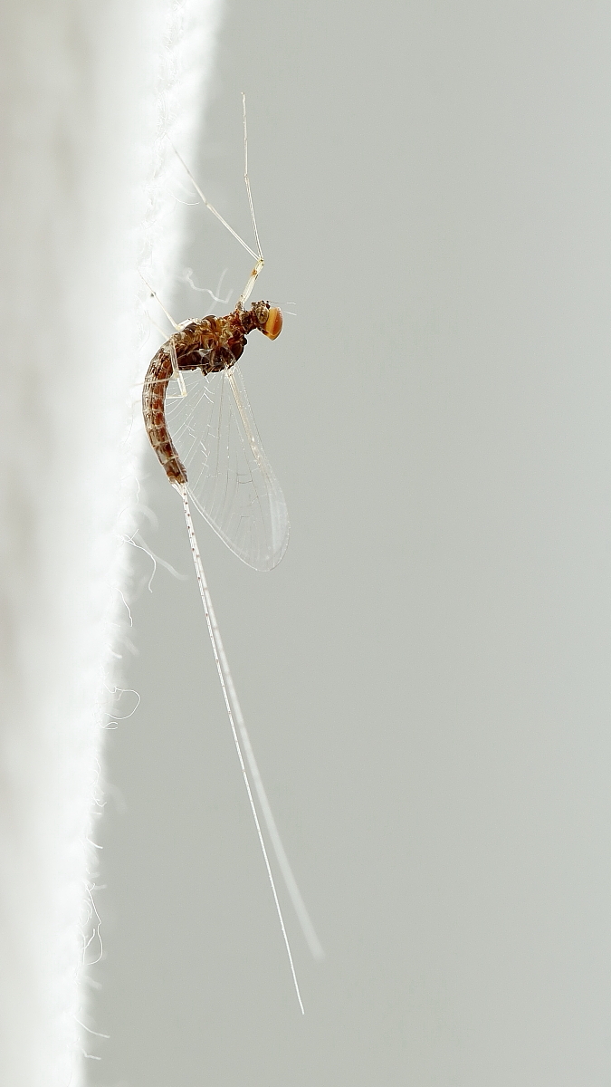 IMG_9099_17prschmal_fliegenhaft_s2.JPG