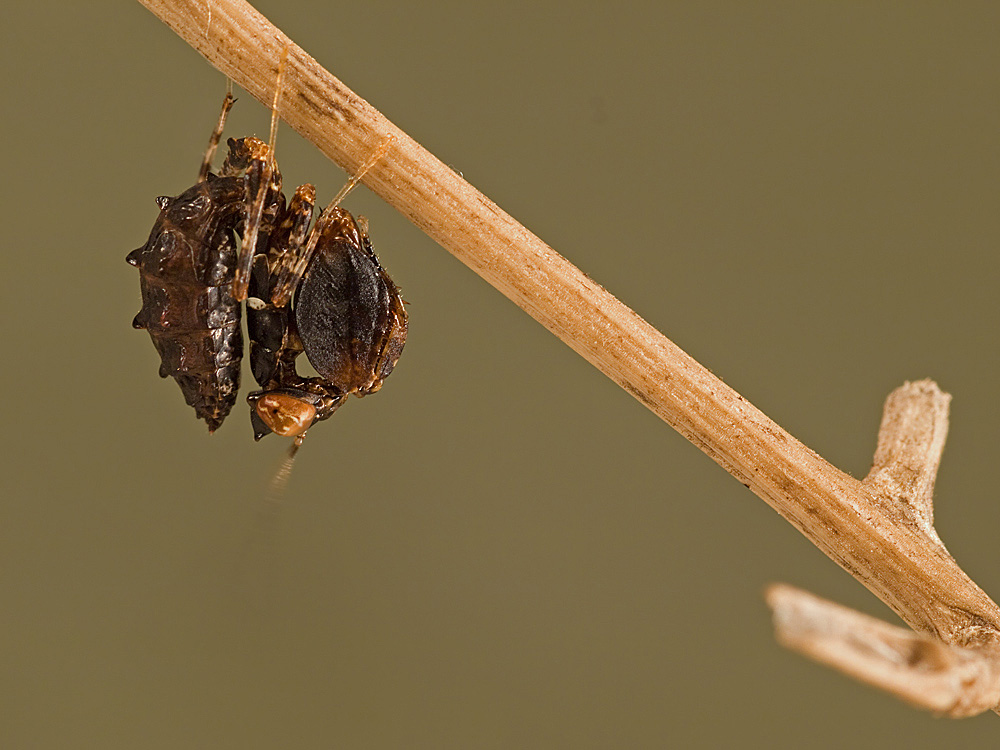 P9234331_entw_ed_klein.jpg