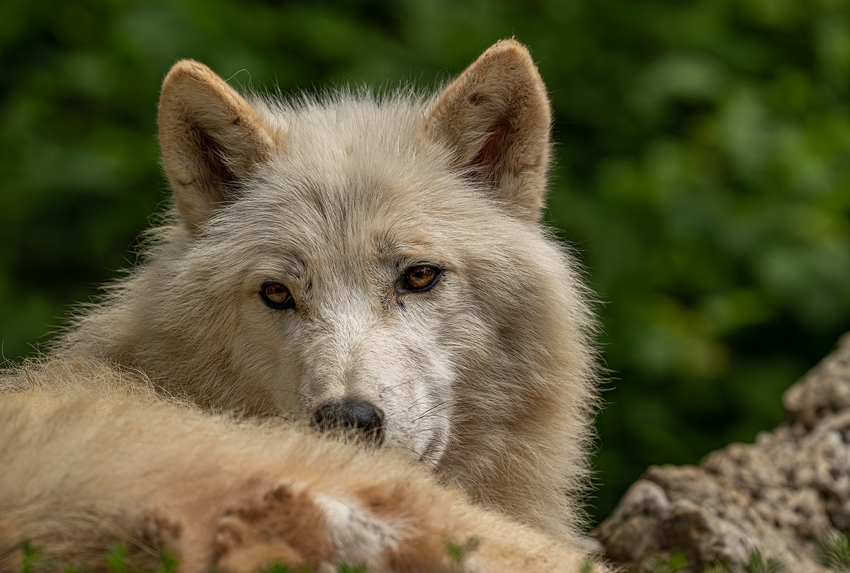 Polarwolf 1a 2024.jpg