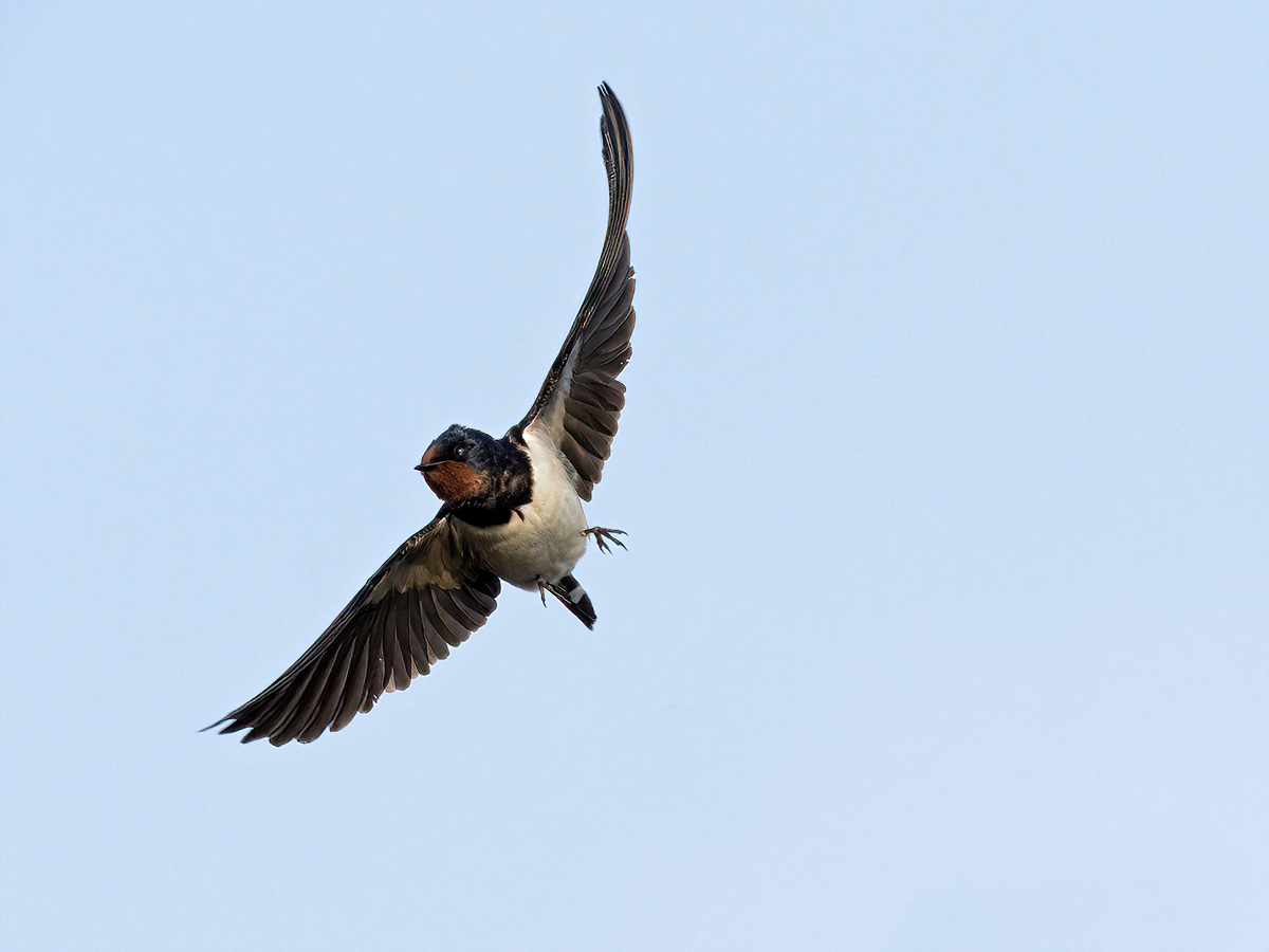5108890NP.jpg