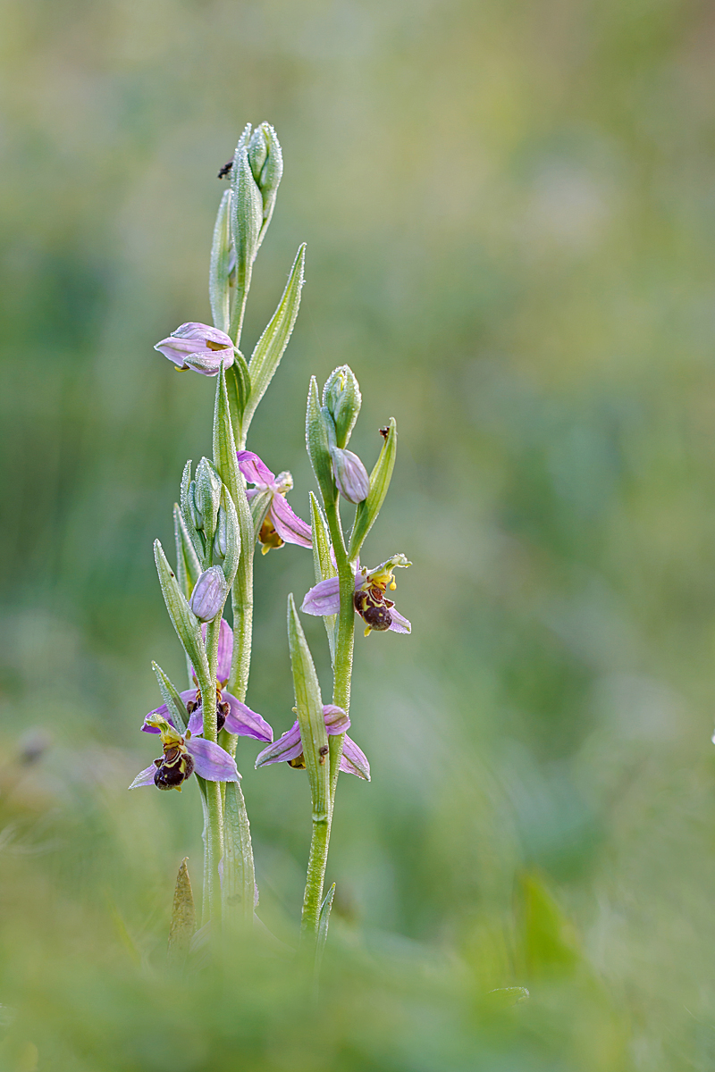 IMG_2953_SHARPEN projectsDENOISE projects.jpg