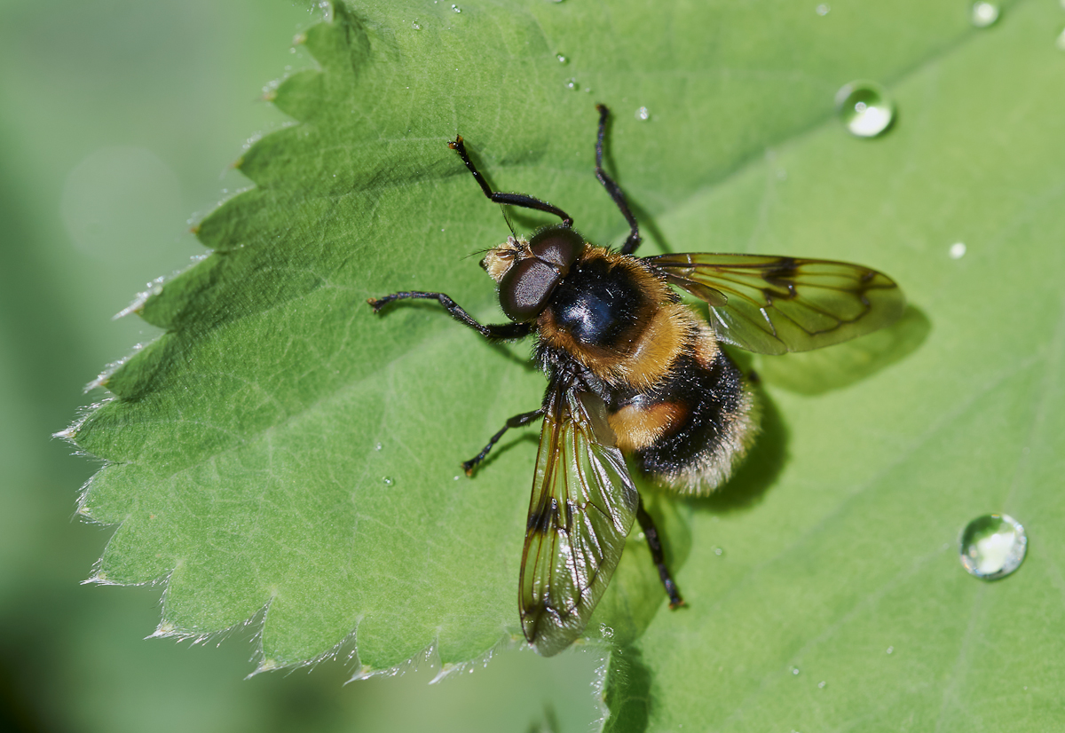 Gelbfleck Waldschwebfliege 1.jpg