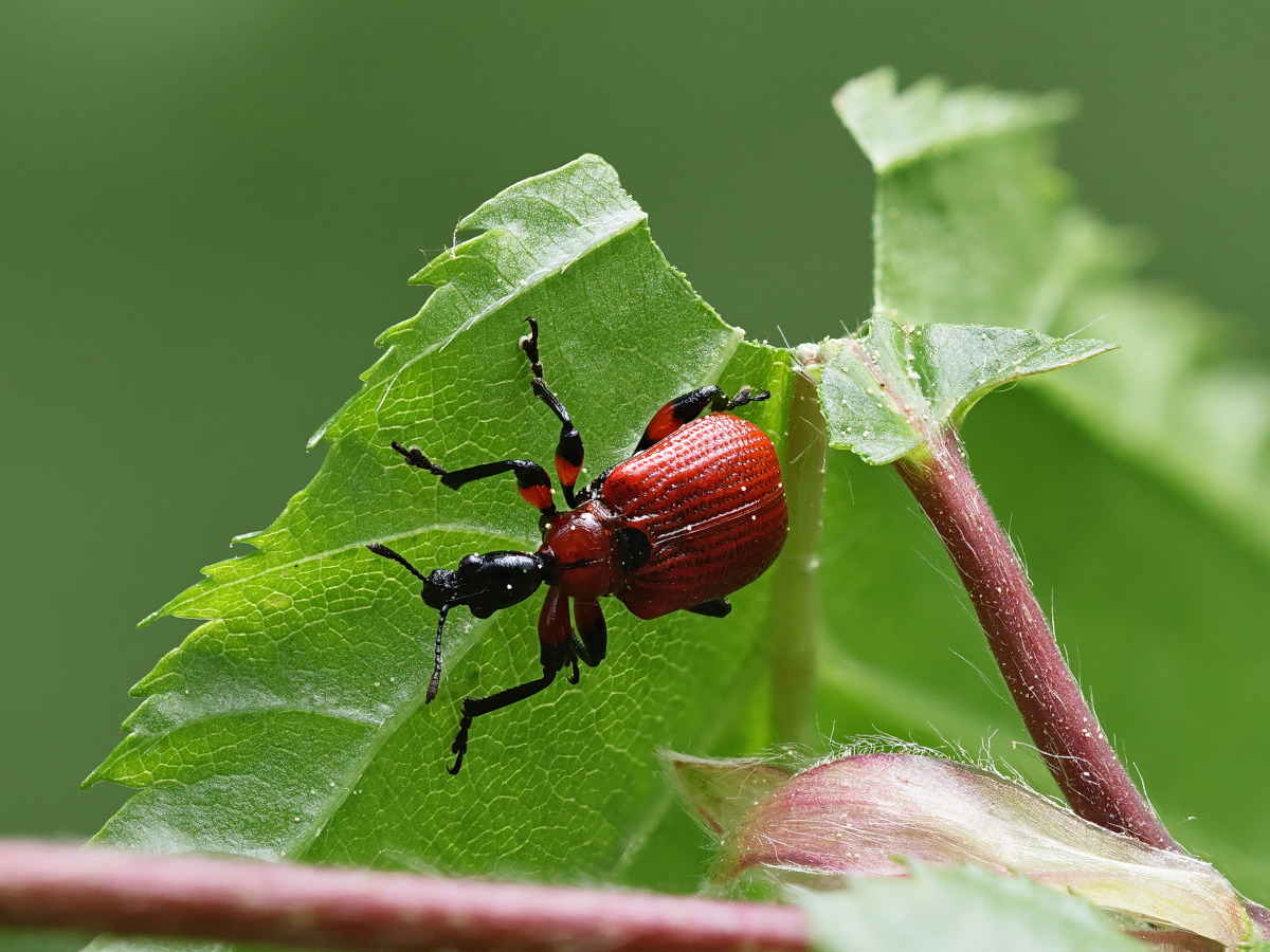 Apoderus coryli 01.jpg