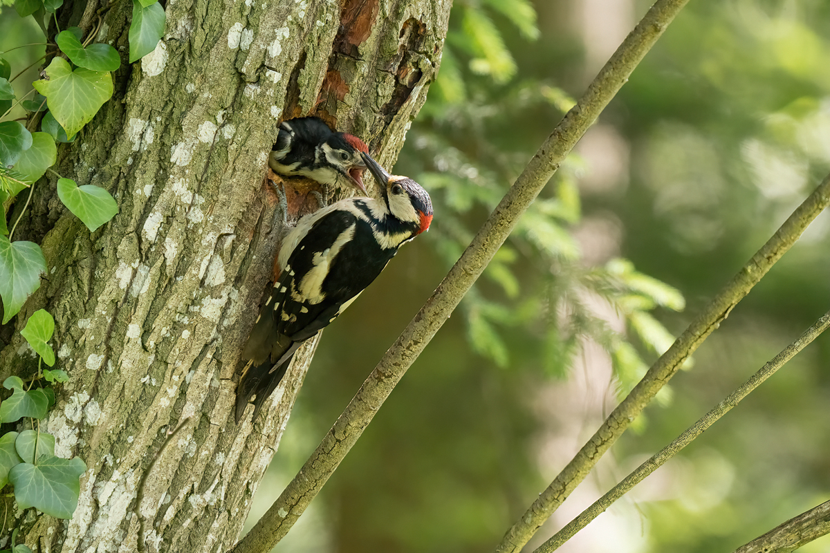 20240520-135612-002-(HL)-Buntspecht-Dendrocopos-major-Männchen-an-Nisthöhle-B20H20.jpg