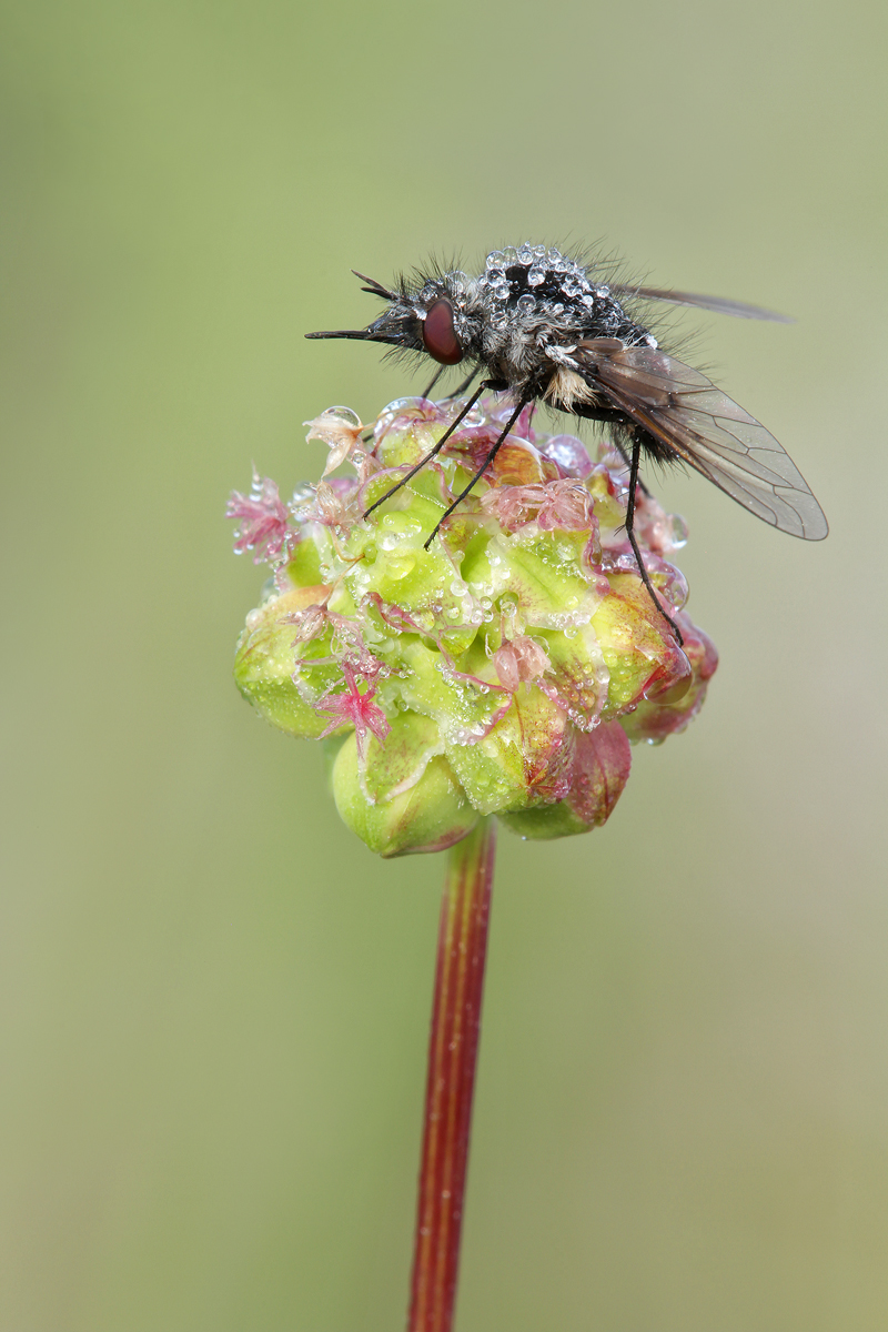 Trauerwollschweber_IMG_3258_1200.jpg