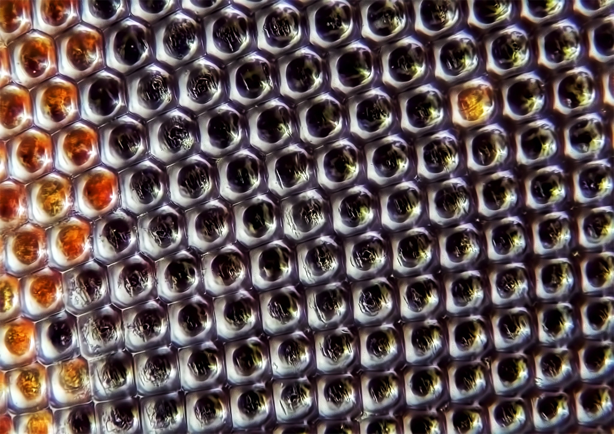 fly_compound_eye_45x.jpg