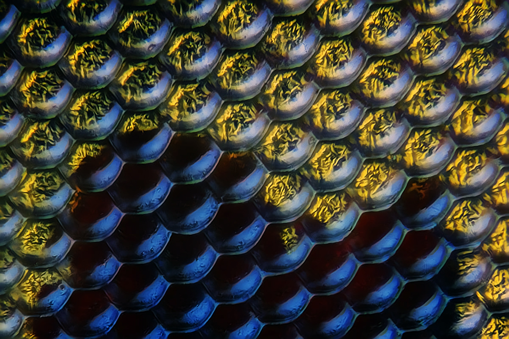 fly_compound_eye_80x.jpg