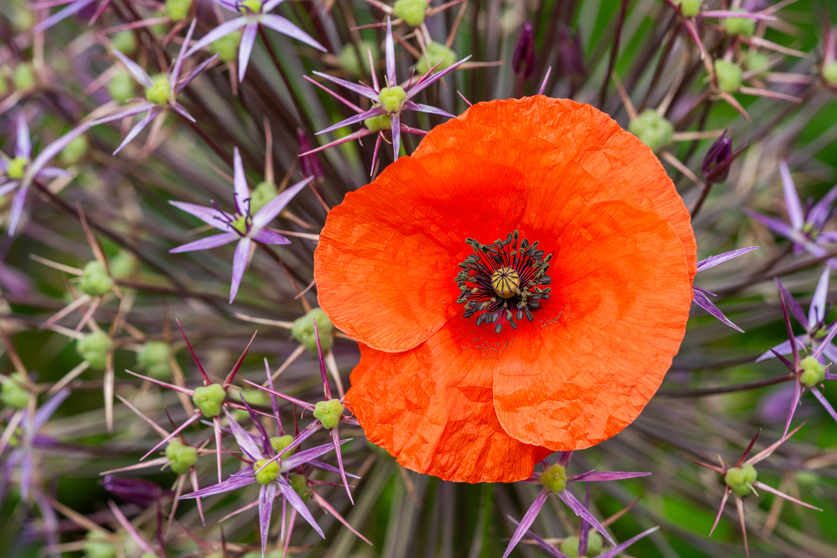 mohn1.jpg