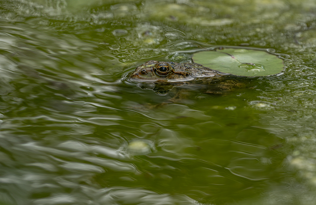 Frosch 12a 2024.jpg