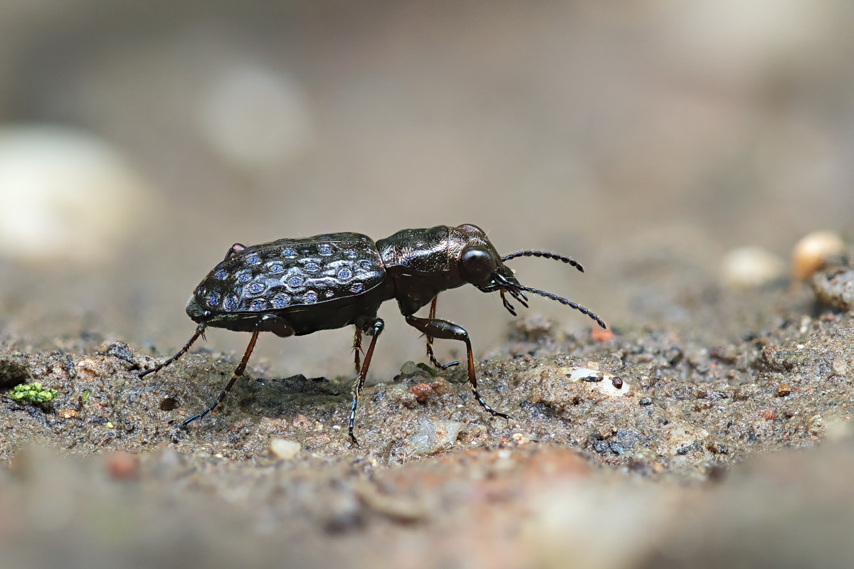 Elaphrus cupreus 01a Kupferfarbener Uferläufer.jpg