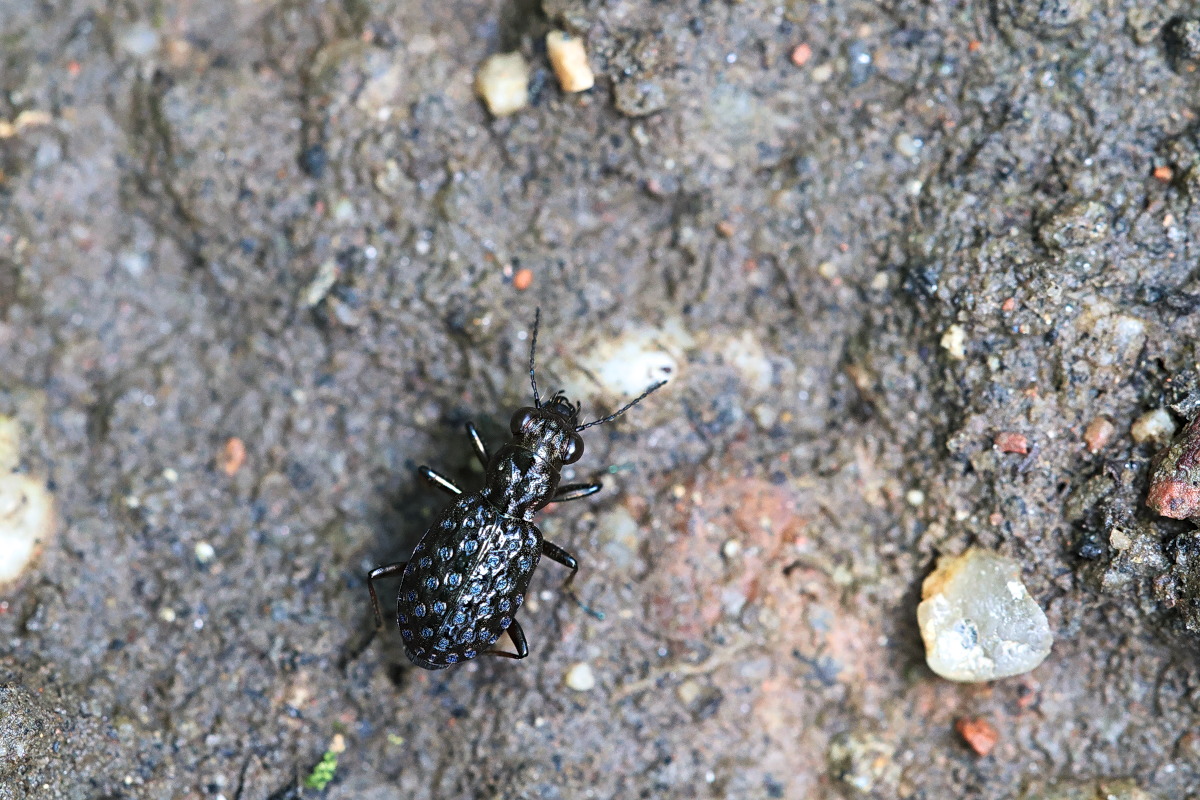 Elaphrus cupreus 01b Kupferfarbener Uferläufer.jpg