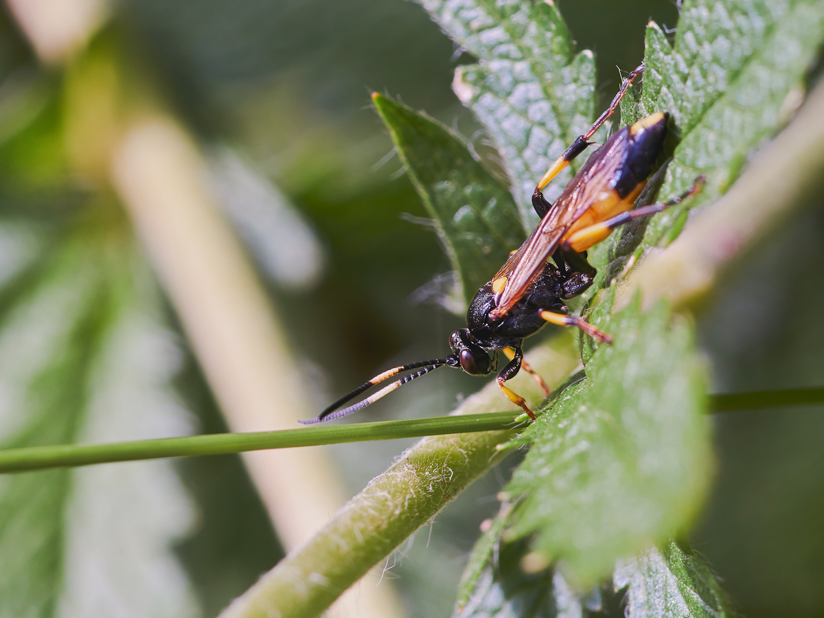 Ichneumon confusor 1.jpg