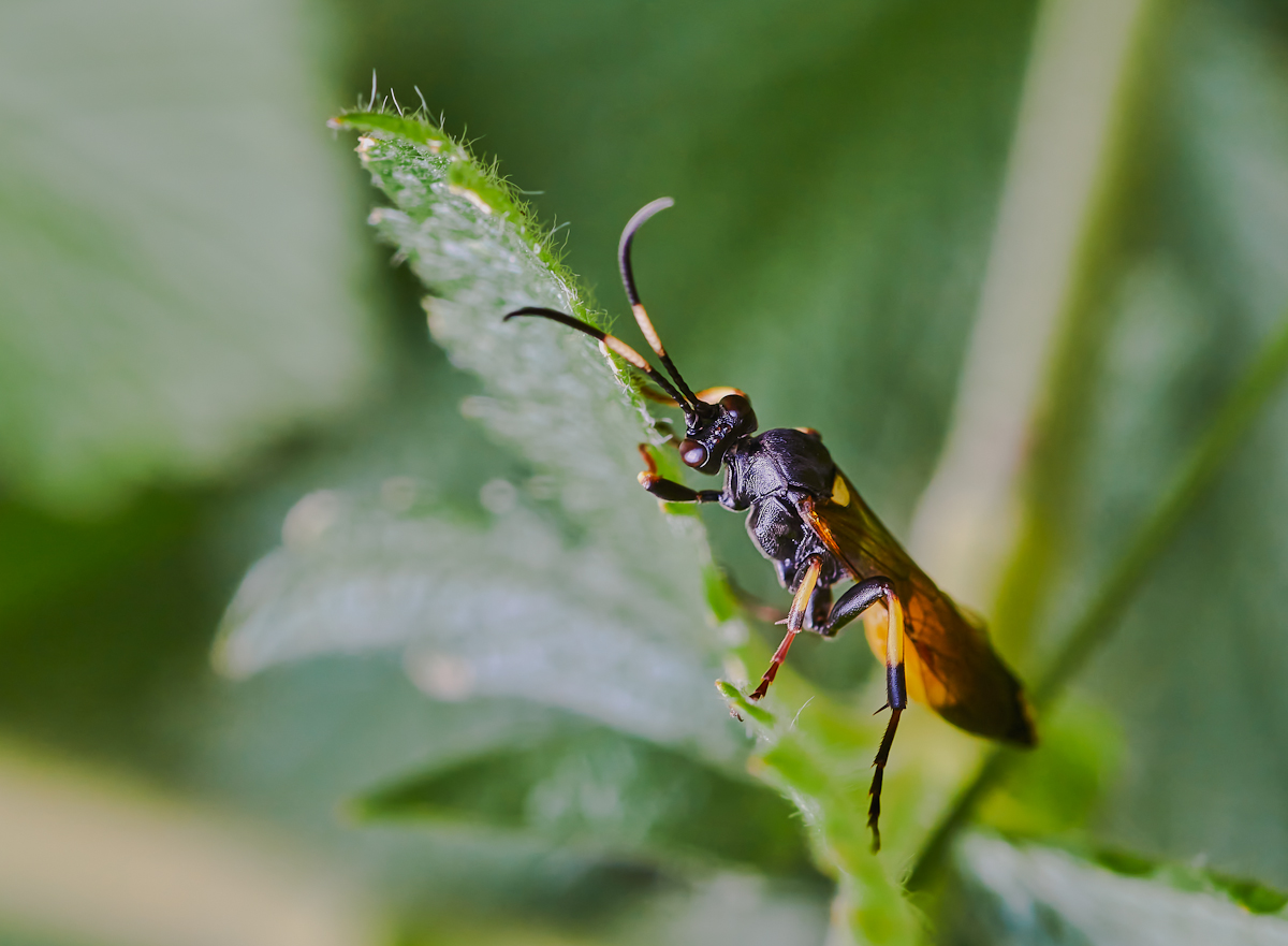 Ichneumon confusor 2.jpg