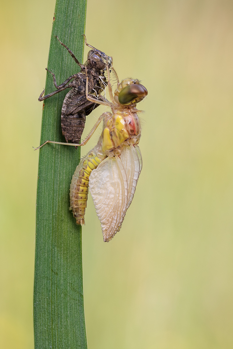 20240620-20240620-IMG_0494 ZS17 1-100 f9 400 100-b.jpg