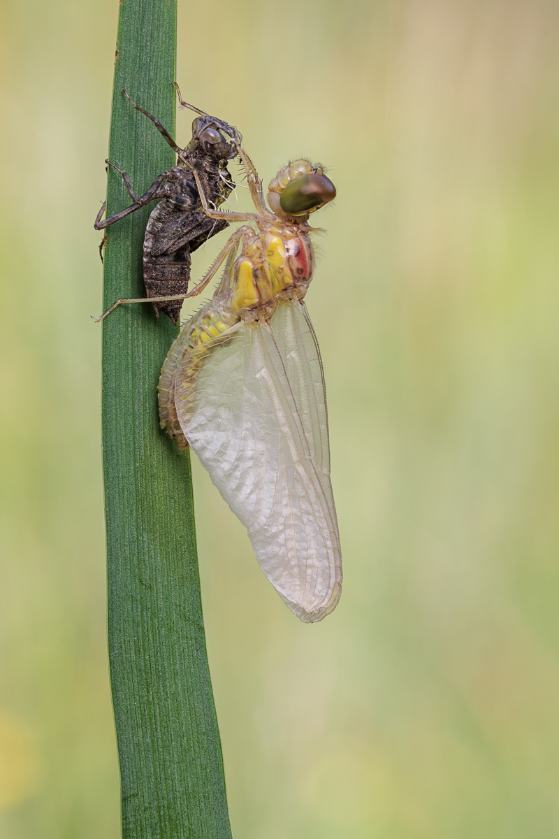 20240620-20240620-IMG_0742 ZS10 1-60 f11 200 100-b.jpg