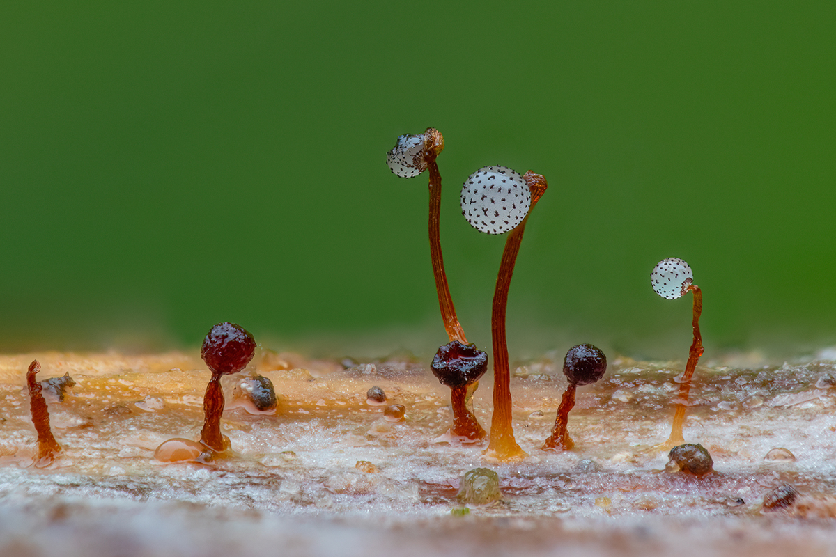 Cribraria-Stack.jpg